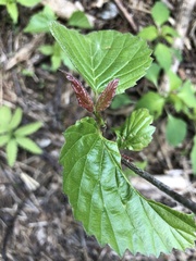 Viburnum rafinesqueanum