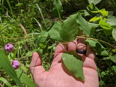 Clematis versicolor