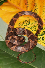 Leptodeira frenata