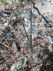 Acanthocereus fosterianus