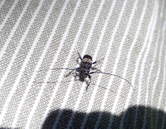Leiopus punctulatus