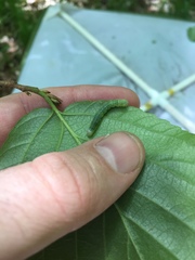 Orthosia rubescens