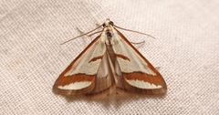 Emprepes pudicalis