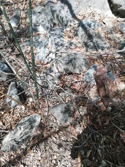 Acanthocereus fosterianus