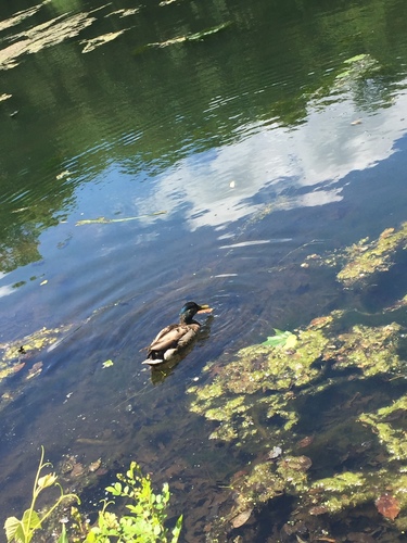 photo of Mallard (Anas platyrhynchos)