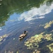 photo of Mallard (Anas platyrhynchos)