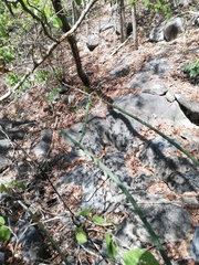 Acanthocereus fosterianus