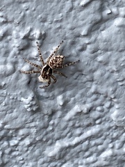 Menemerus semilimbatus