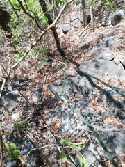 Acanthocereus fosterianus