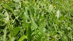 Taraxacum officinale
