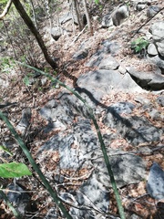 Acanthocereus fosterianus