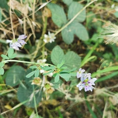 Medicago sativa