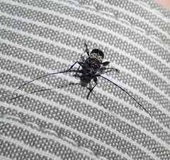 Leiopus punctulatus