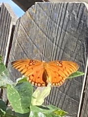 Dione vanillae