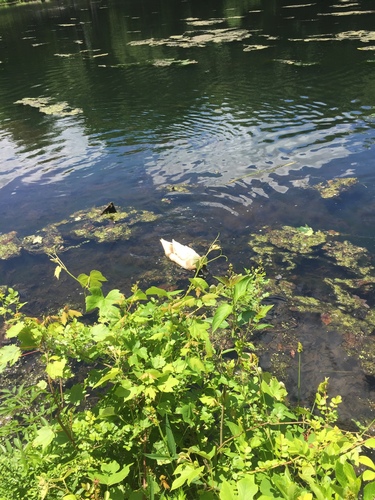 photo of Domestic Mallard (Anas platyrhynchos domesticus)