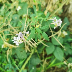 Medicago sativa