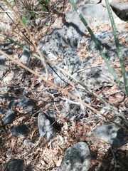 Acanthocereus fosterianus