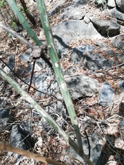 Acanthocereus fosterianus