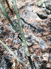 Acanthocereus fosterianus