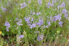Veronica multifida