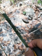 Acanthocereus fosterianus