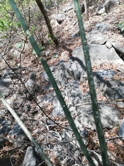 Acanthocereus fosterianus