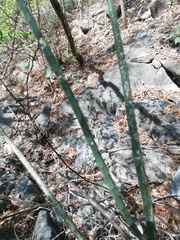 Acanthocereus fosterianus