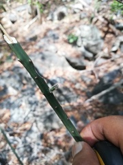 Acanthocereus fosterianus