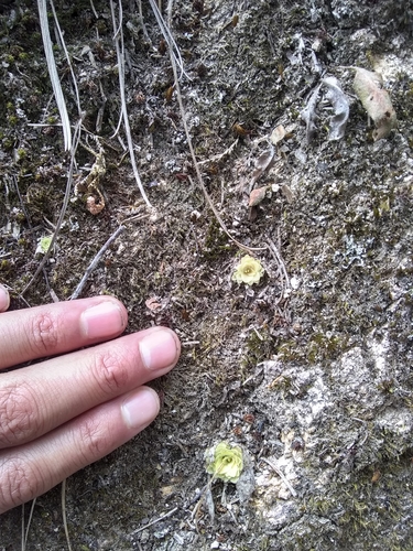 Pinguicula macrophylla