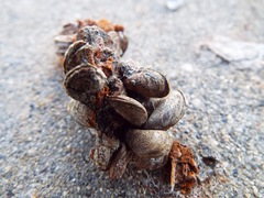 Mytilopsis leucophaeata