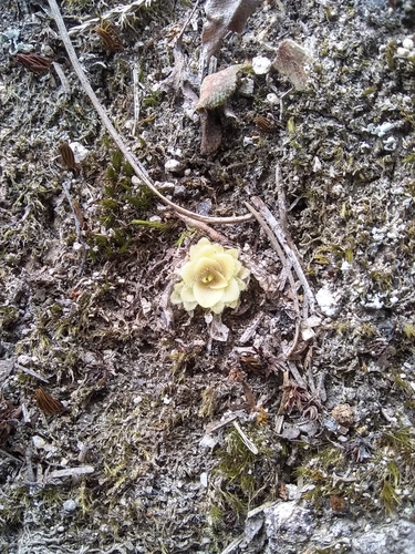 Pinguicula macrophylla
