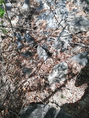 Acanthocereus fosterianus