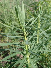 Euphorbia virgata