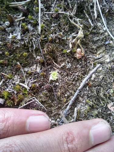 Pinguicula macrophylla