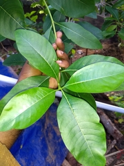 Pavetta indica
