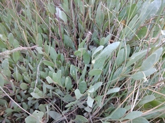Atriplex verrucifera
