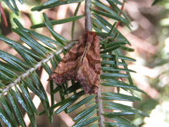 Phlogophora