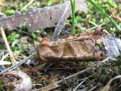 Phlogophora