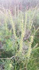 Ambrosia tenuifolia