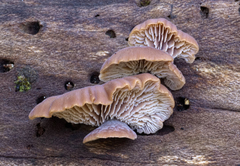 Lentinellus pulvinulus