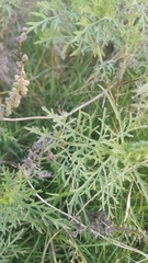 Ambrosia tenuifolia