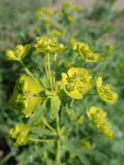 Euphorbia virgata