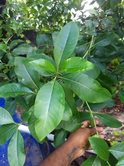 Pavetta indica