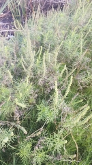 Ambrosia tenuifolia