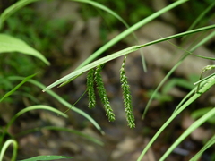 Carex prasina
