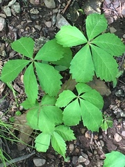 Parthenocissus quinquefolia