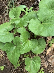 Asarum