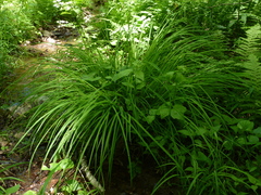 Carex prasina