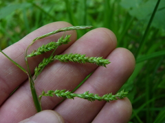Carex prasina