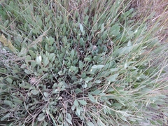 Atriplex verrucifera